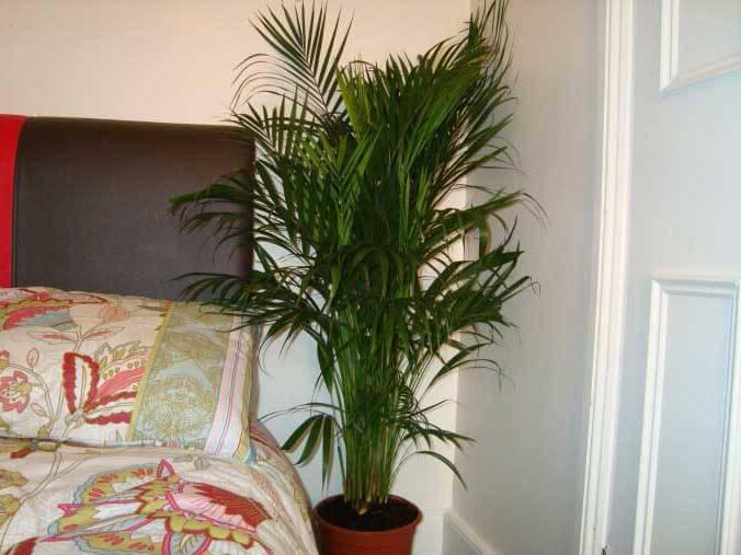 как пересадить пальму в домашних условиях