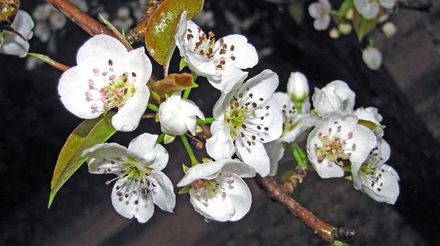 сорт груши самарская красавица