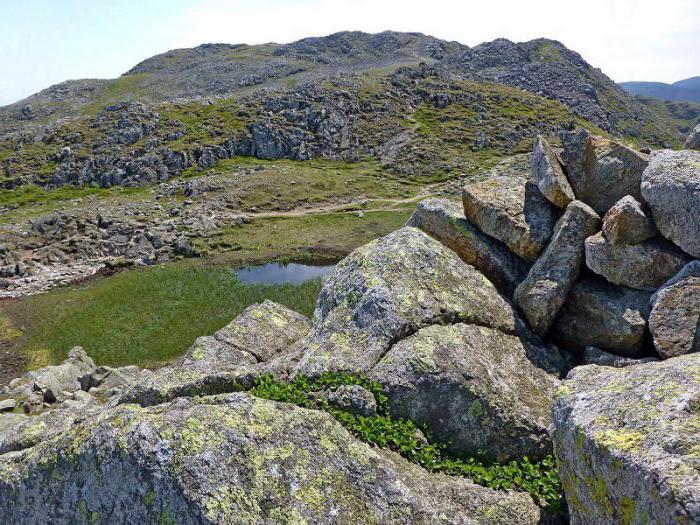 самое маленькое дерево в мире фото