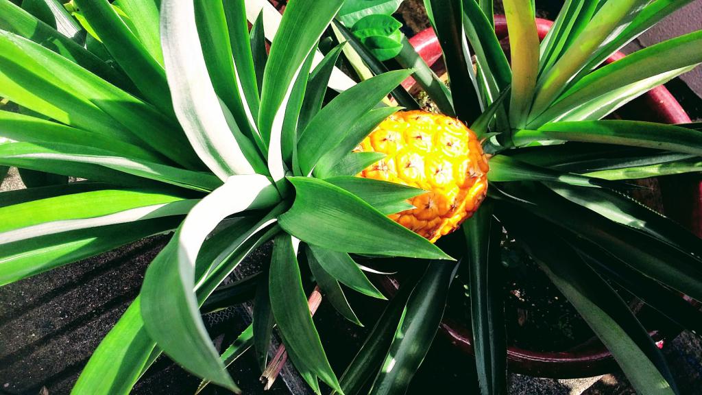 Декоративный ананас уход в домашних условиях