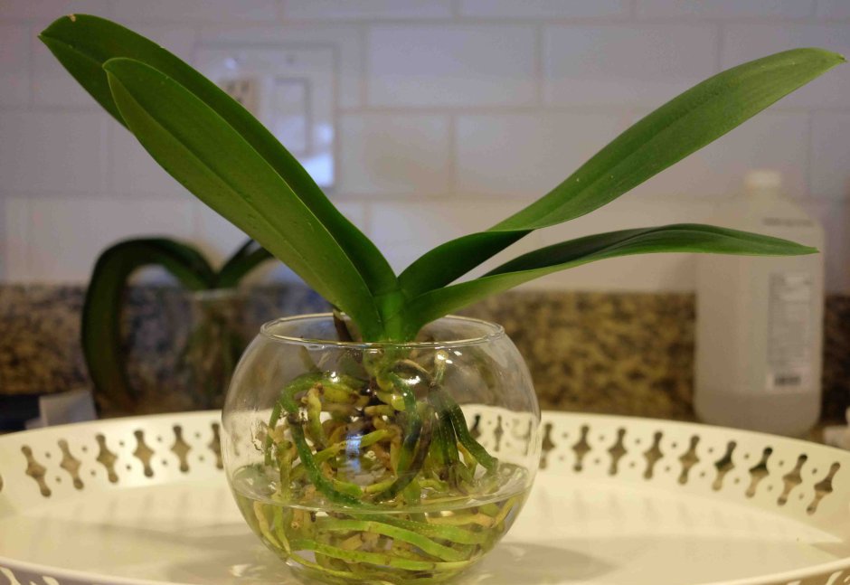 Нужно ли поливать орхидею после пересадки