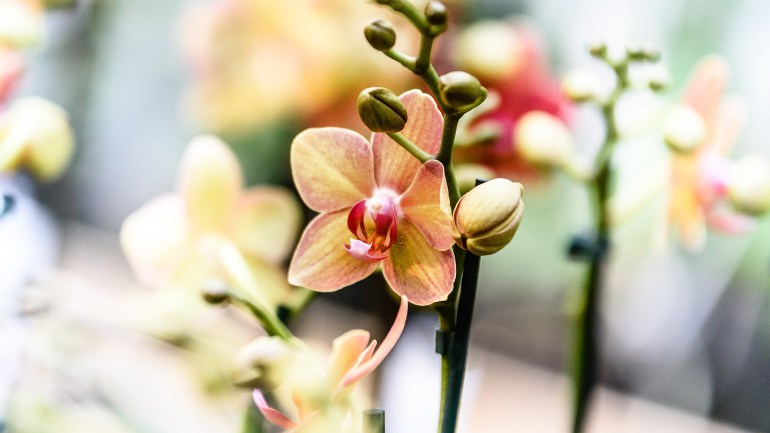 Поливать ли орхидею сразу после пересадки
