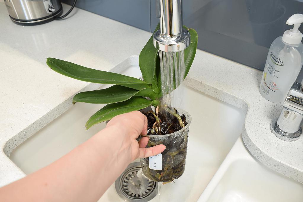 Как правильно поливать орхидею после пересадки
