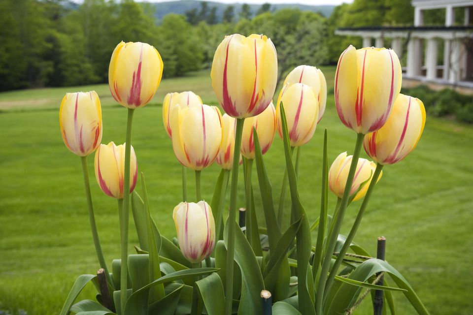 тюльпаны - фото