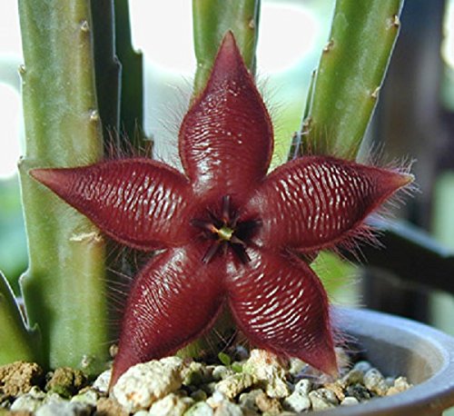 Stapelia Asterias