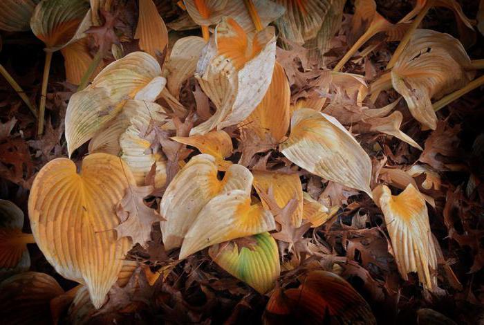 Нужно ли обрезать листья хосты на зиму