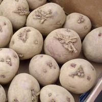как хранить картофель зимой