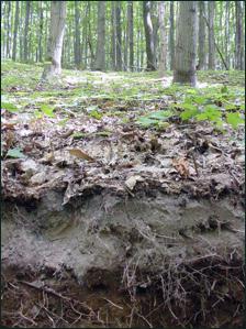 серые лесные почвы характеристика