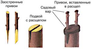 Схема привития