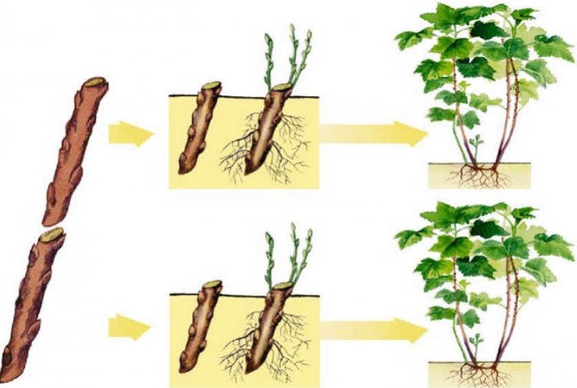 Размножение смородины черенками