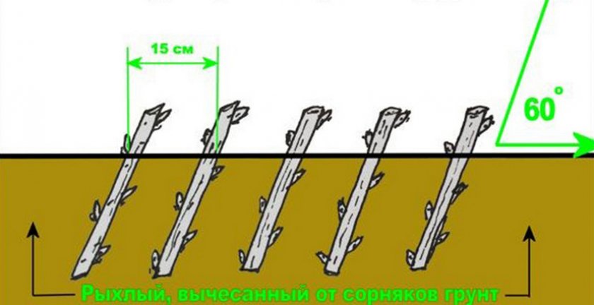 Посадка черенков смородины