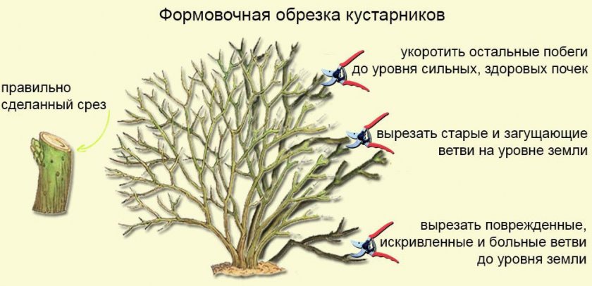 Формовочная обрезка кустарника