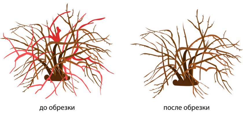 Схема обрезки ежевики