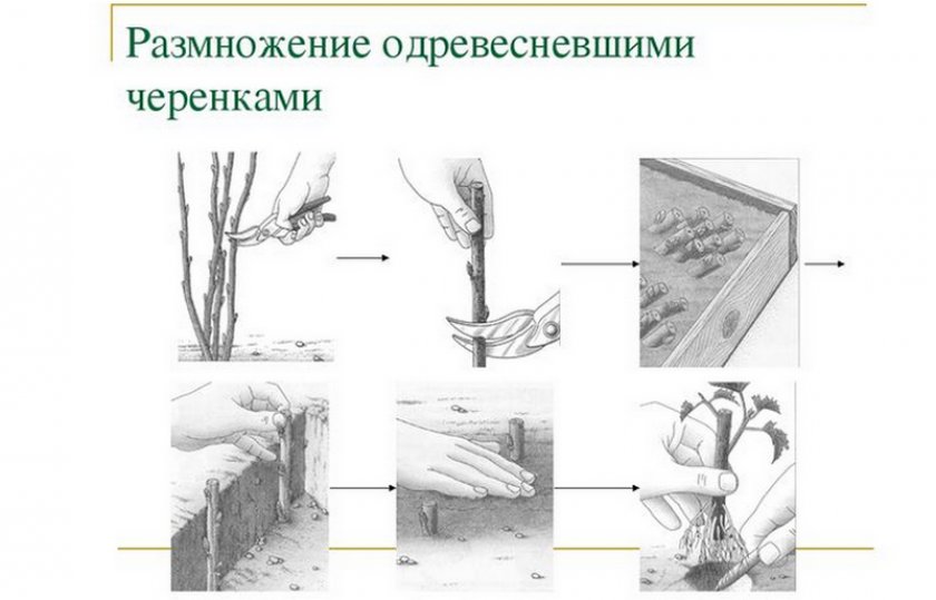 Размножение одревесневшими черенками
