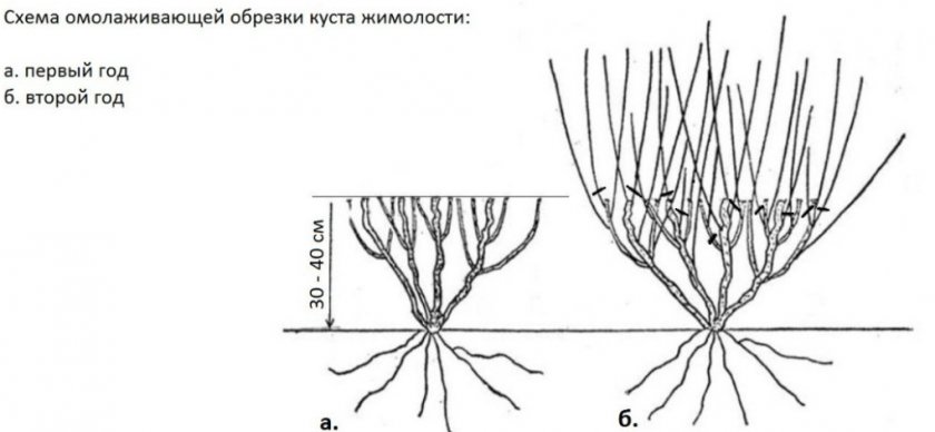 Омолаживающая обрезка