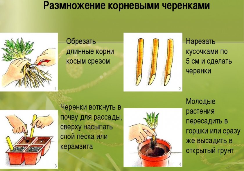 Размножение корневыми черенками