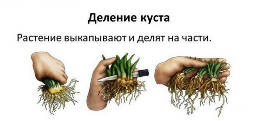 Деление куста