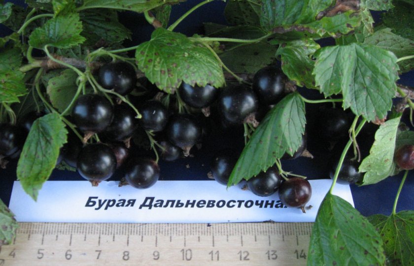 Смородина Бурая дальневосточная