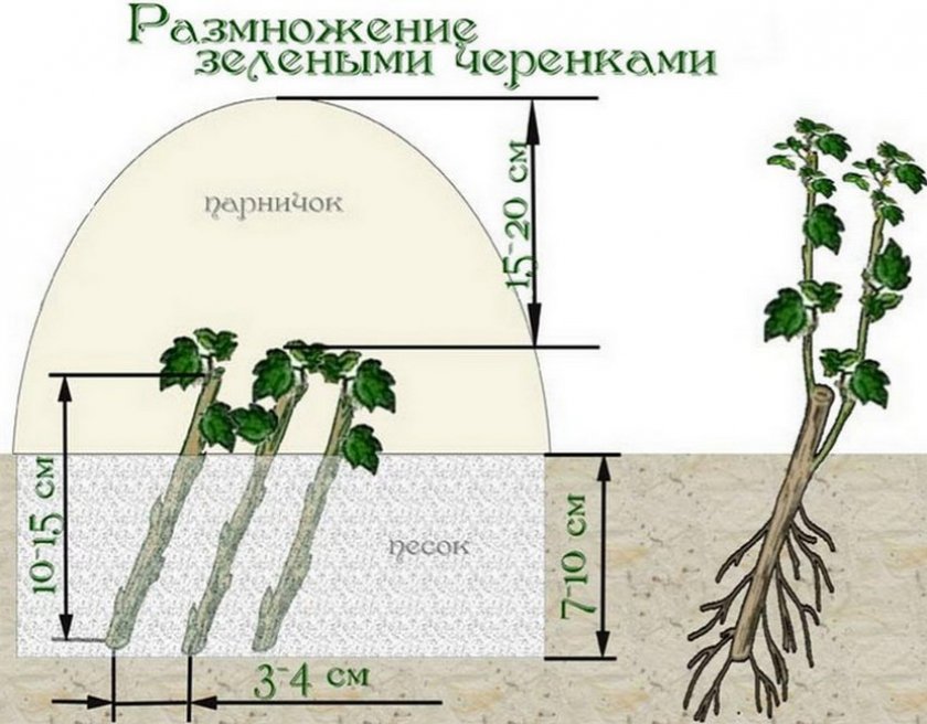 Размножение зелеными черенками