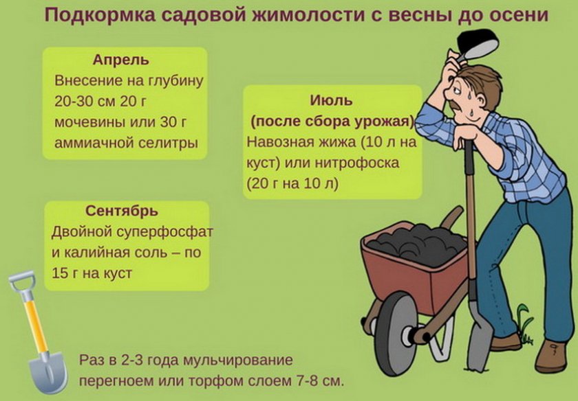 Подкормка жимолости