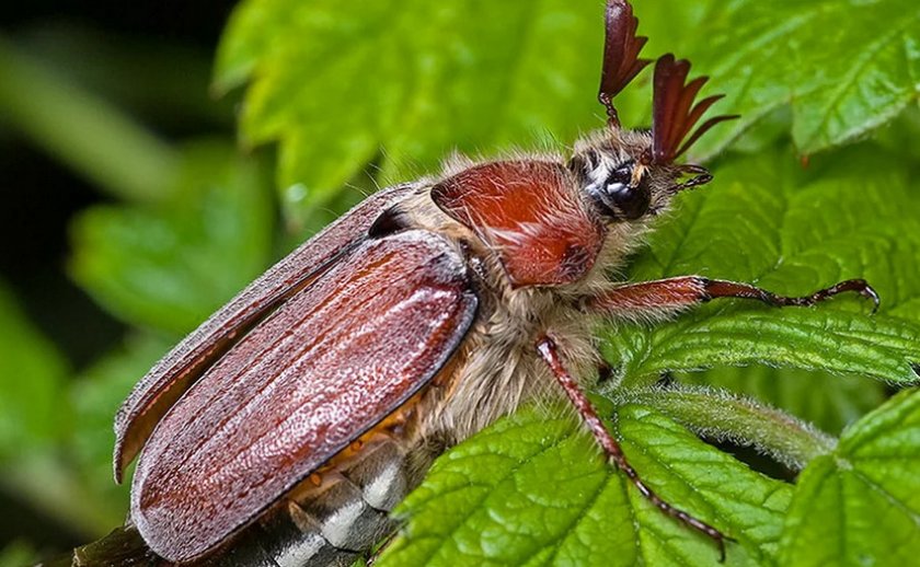 Вредитель ежевики - майский жук