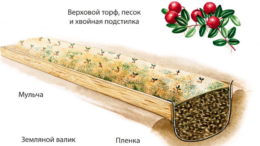 Размножение клюквы семенами