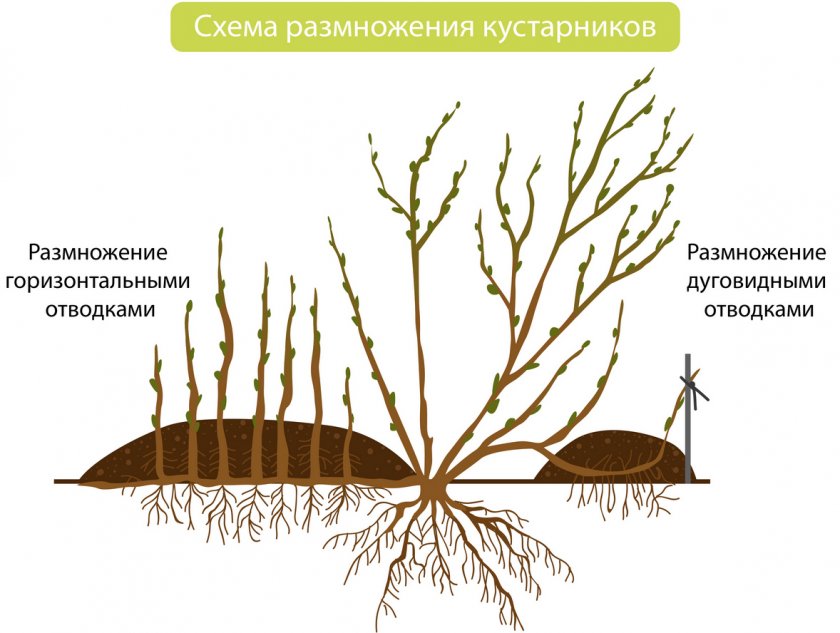 Размножение кустарника отводками