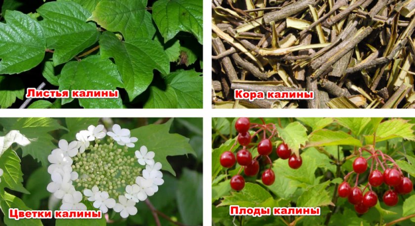 Калина