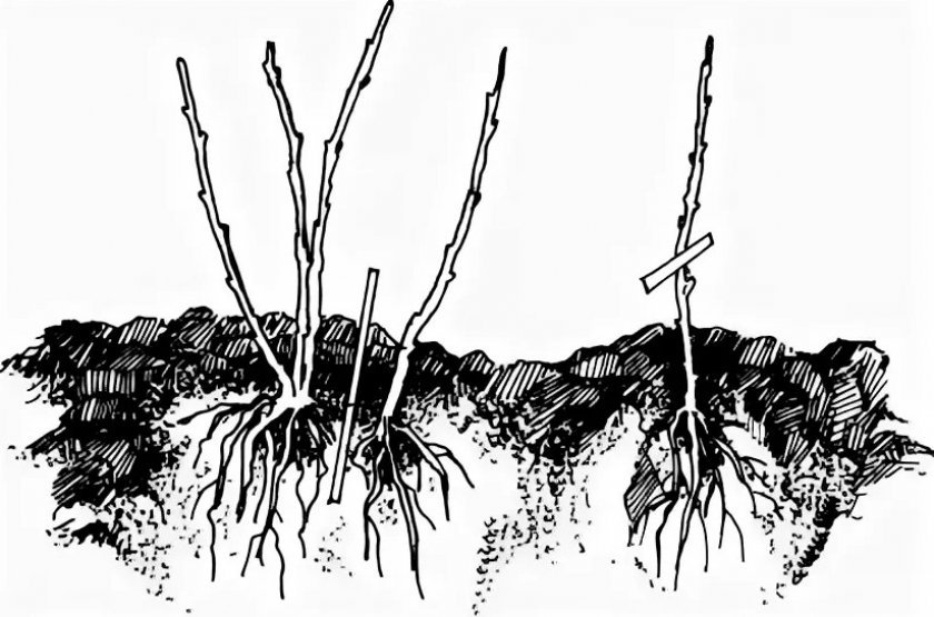 Размножение калины делением куста