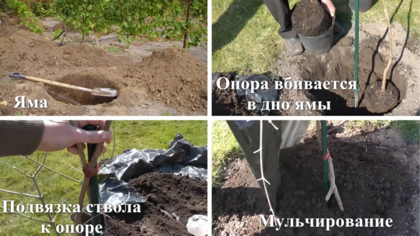Посадка кизила