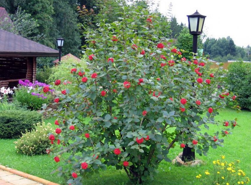 Калина в ландшафтном дизайне