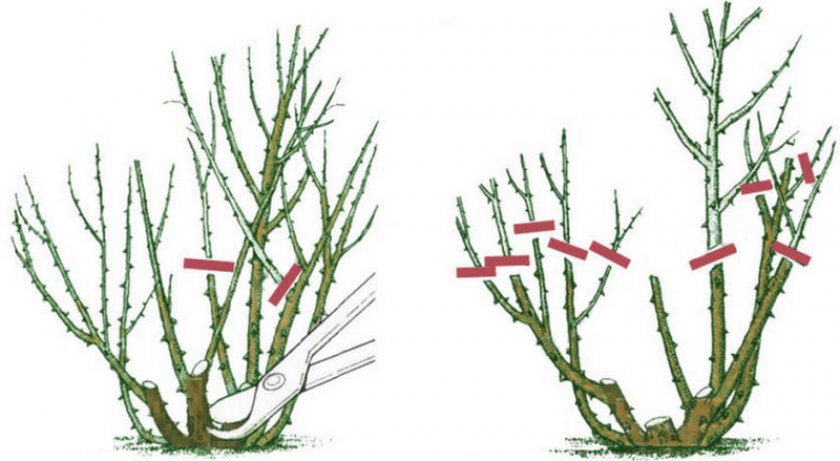 Обрезка шиповника