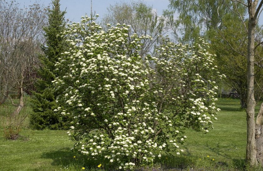 Куст калины