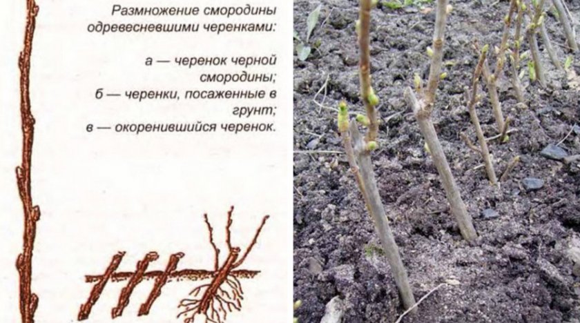 Черенки чёрной смородины