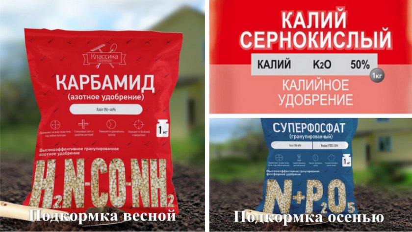 Препараты для подкормки смородины осенью