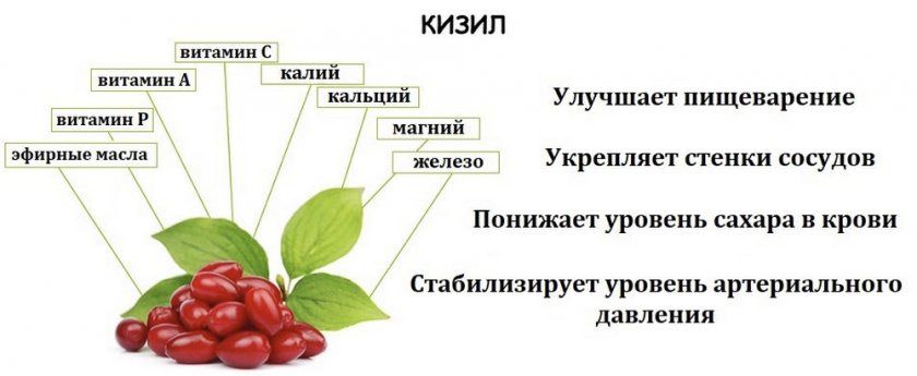 Состав и полезные свойства кизила