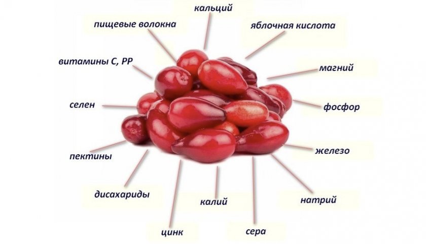 Состав ягод кизила