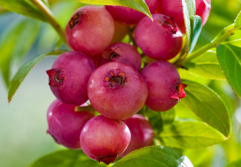 Сорт голубики Розовый Лимонад (Pink Lemonade)