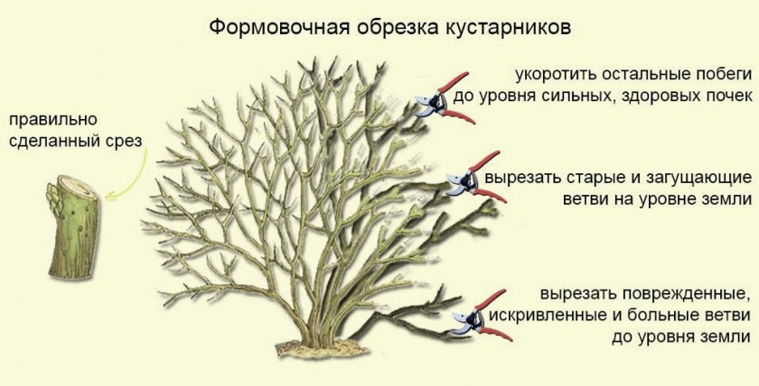 Обрезка кустарника