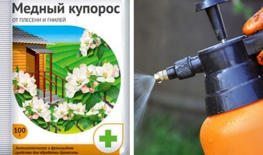 Профилактика голубики медным купоросом