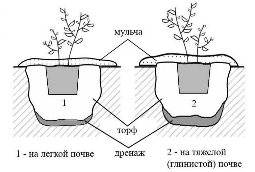 Схема посадки голубики