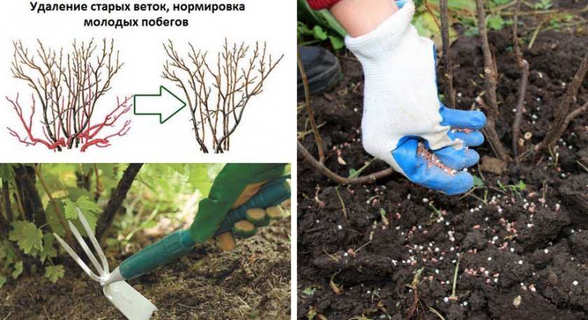 Подготовка смородины к обработке