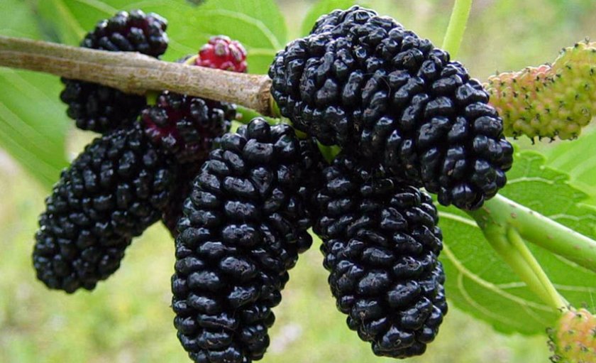 Чёрная шелковица