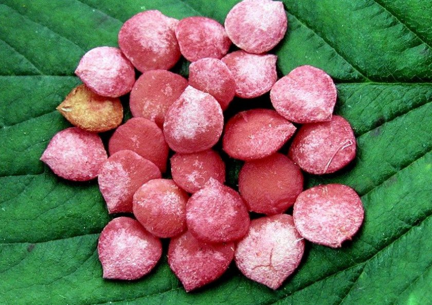 Семена калины
