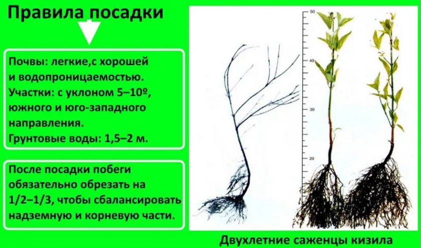 Правила посадки Кизила