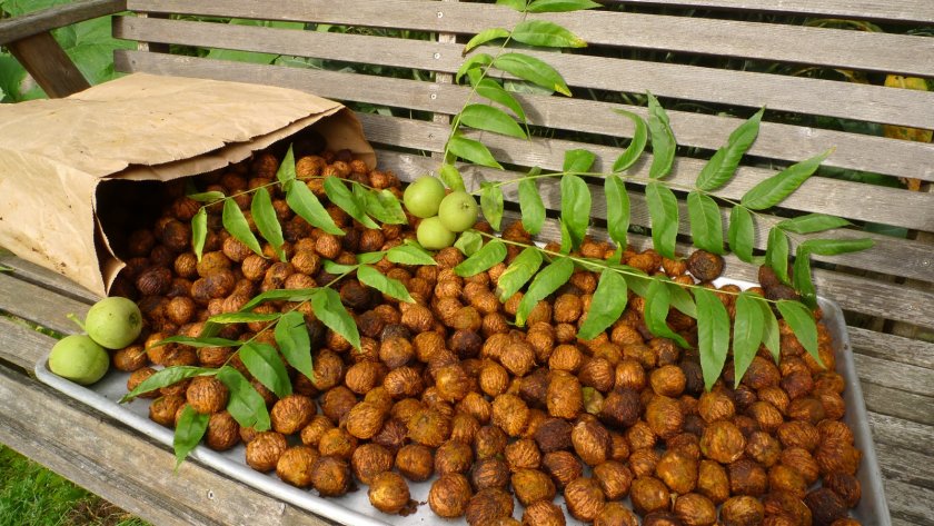 Урожай маньчжурского ореха