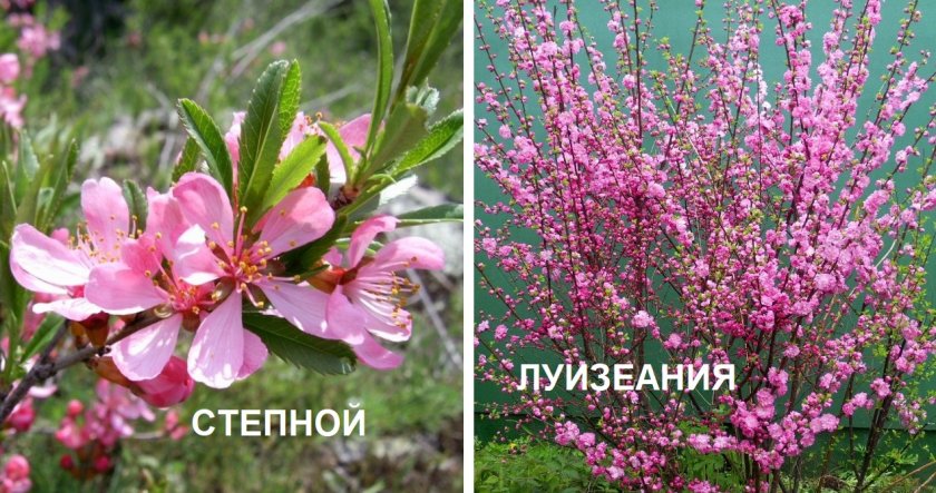 Сорта миндаля для средней полосы России