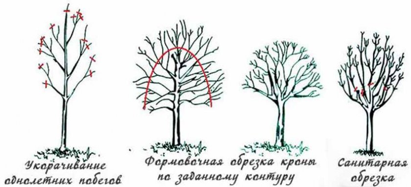 Обрезка миндаля