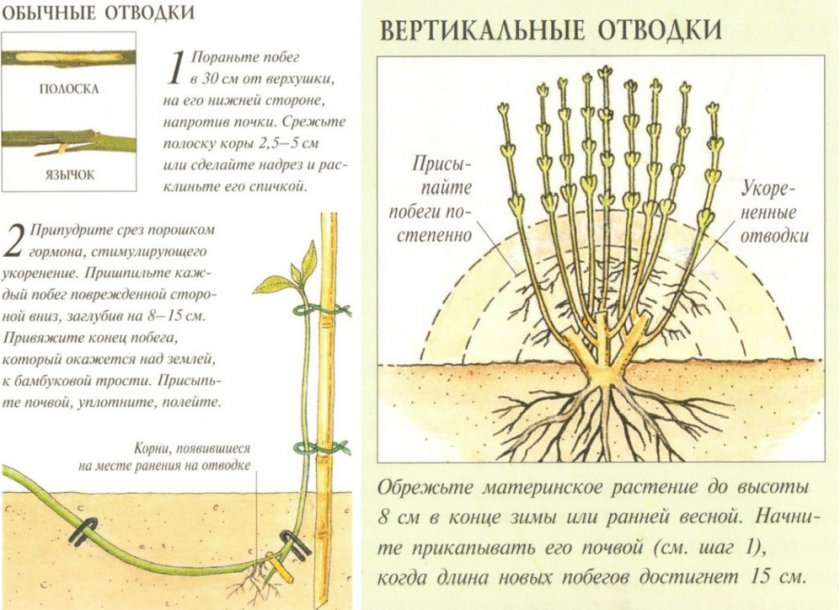 Размножение отводками