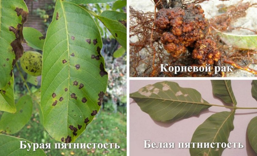 Болезни грецкого ореха